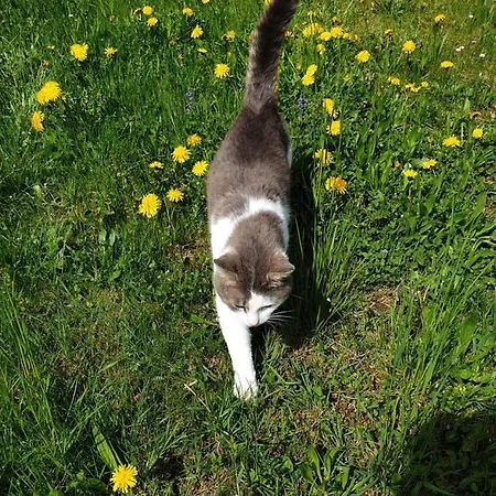 Bauernhof Moar Appartement *