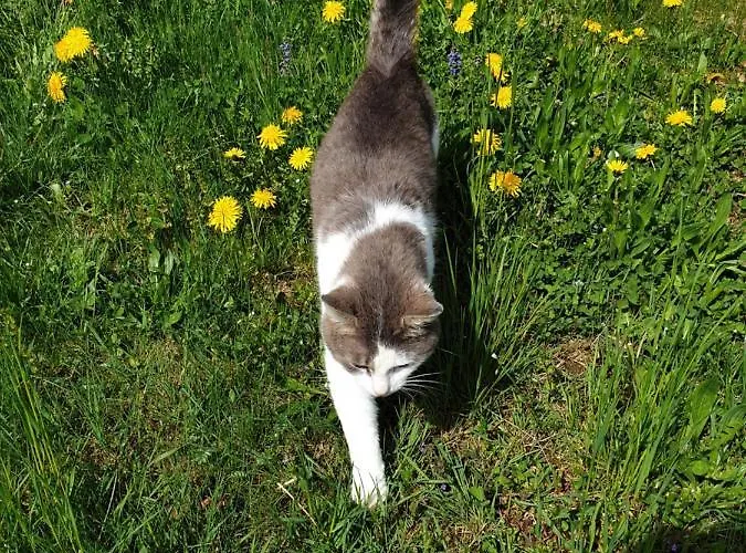 Bauernhof Moar Διαμέρισμα *